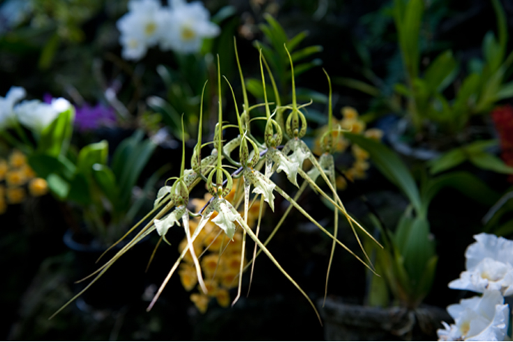 Actor Raymond Burr was perhaps best known as TV’s Perry Mason, but he was also a gardener par excellence, growing delicate orchids on his Nadi estate. The Garden of the Sleeping Giant, in the lush foothills of the Fiji highlands, showcases Burr’s orchid collection as well as his holiday shack. (Photo Credits: © Maurie Hill) 